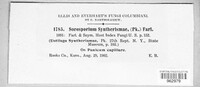 Ustilago syntherismae image